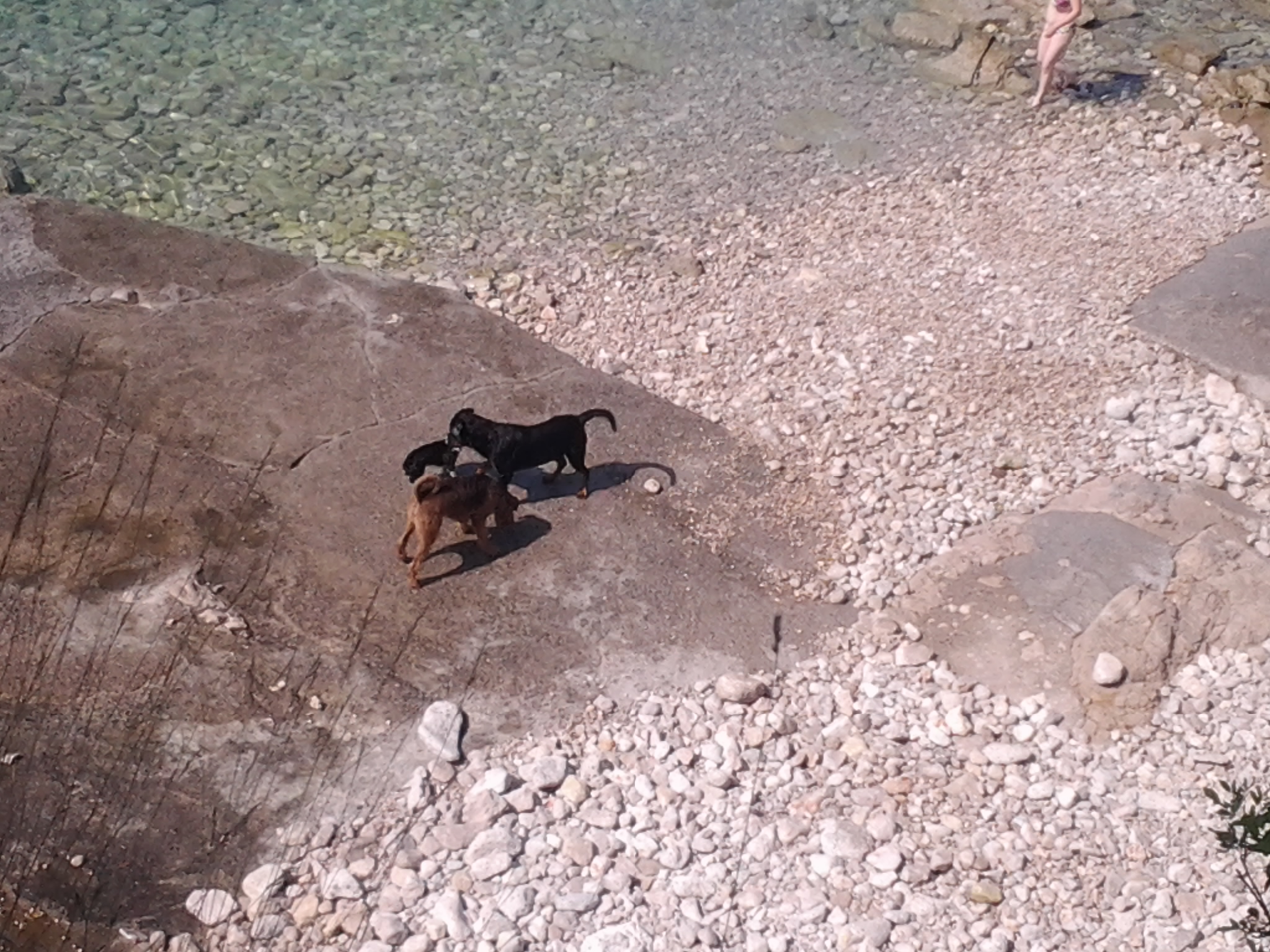 Strand für Hunde in Kostrena