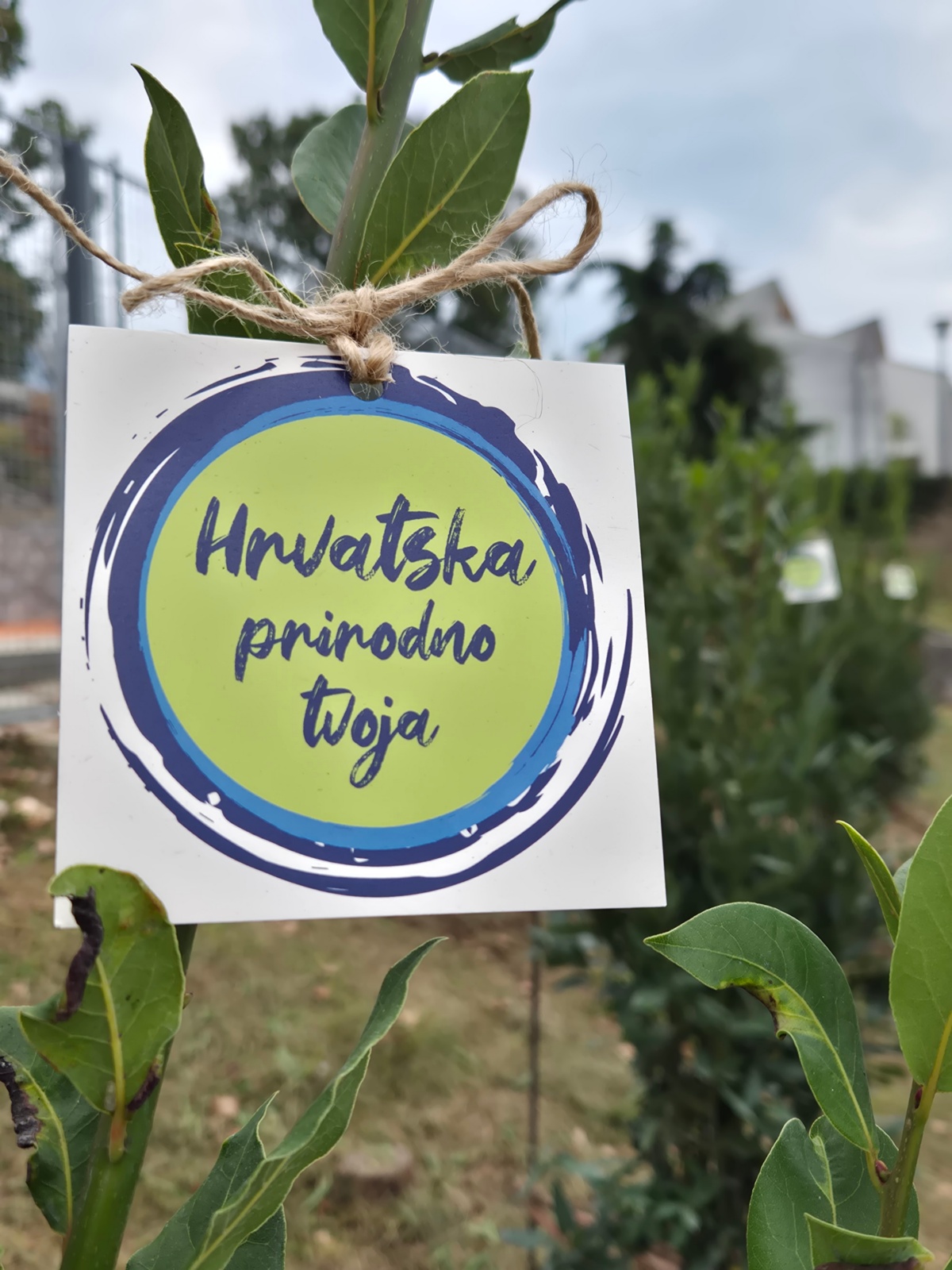 Hrvatska prirodno tvoja - u Kostreni posađene sadnice lovora